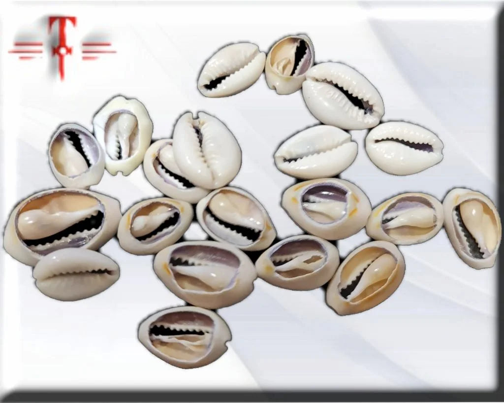 pack 21 caracoles cowrie abiertos