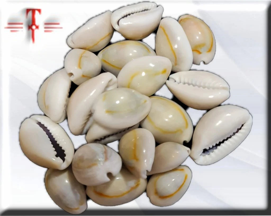 pack 21 caracoles cowrie