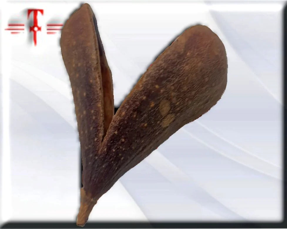 semilla Opele egbere