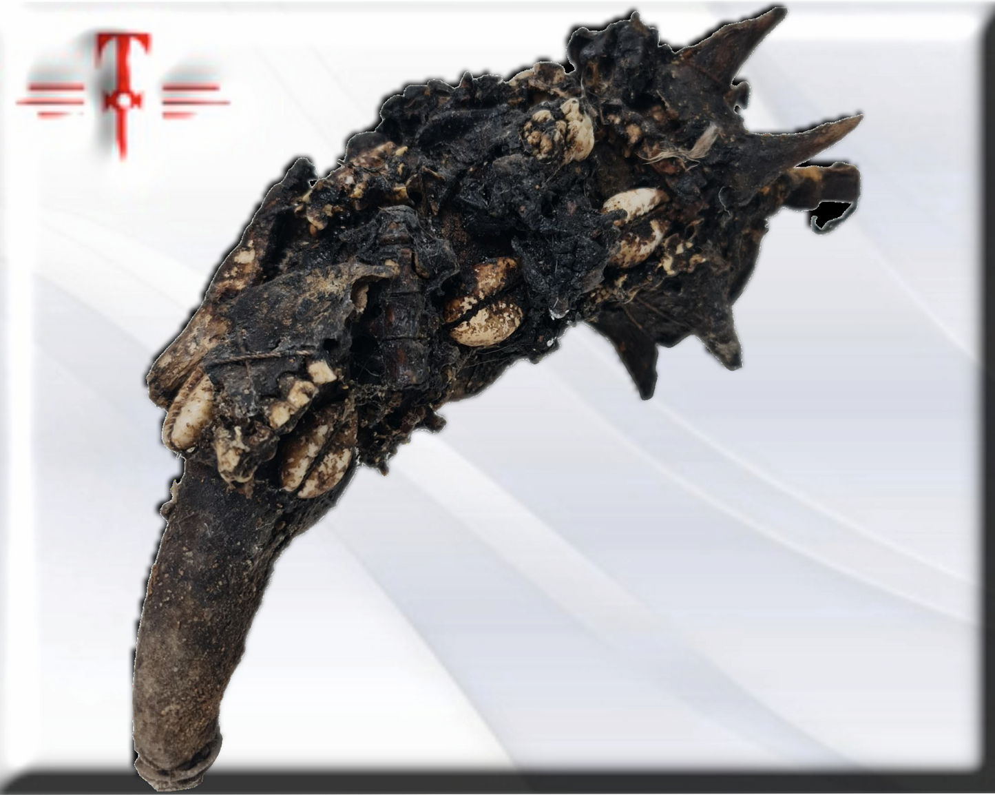 Olugbohun serpiente , amuleto africano , secretos del Vodun