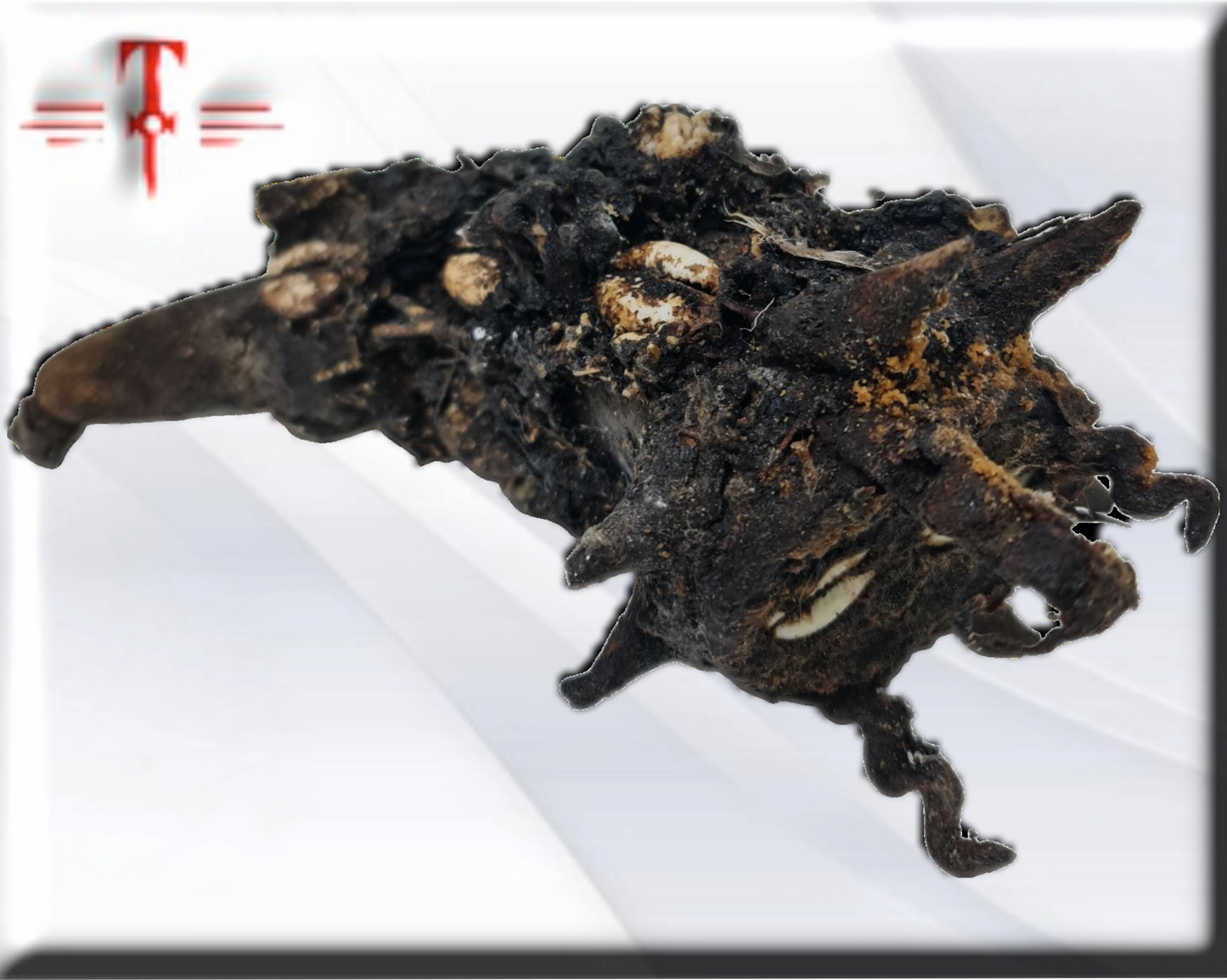Olugbohun serpiente , amuleto africano , secretos del Vodun