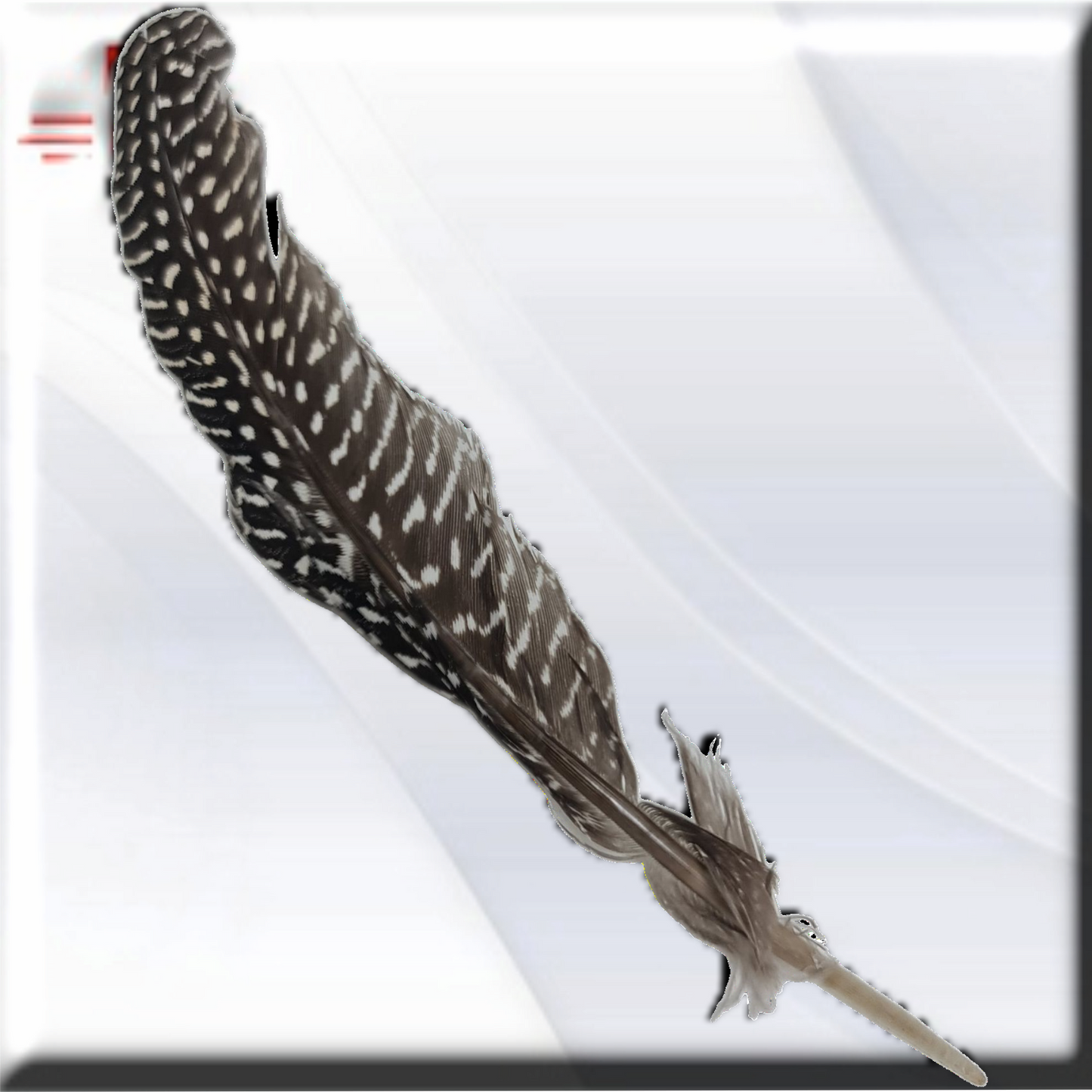 pluma Guineo