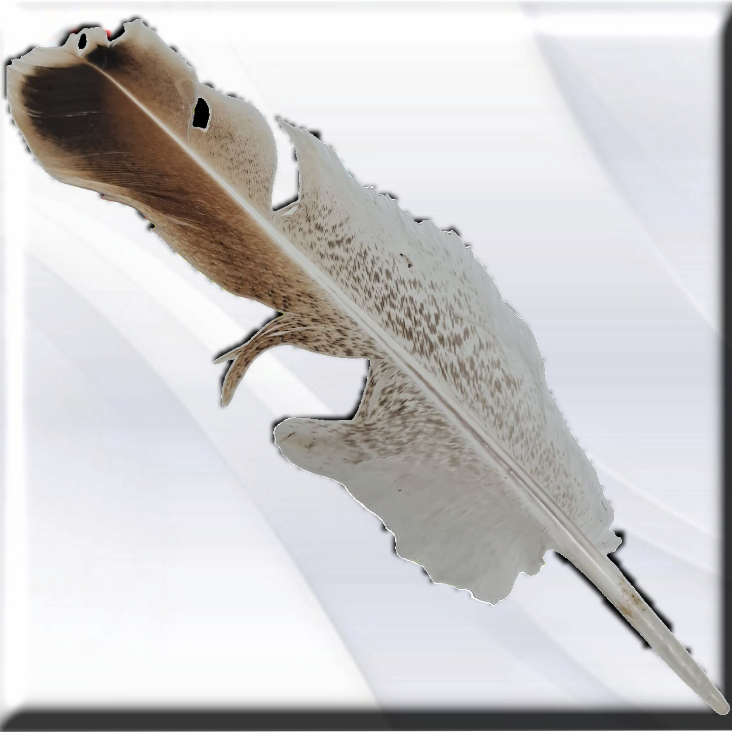 pluma aguililla