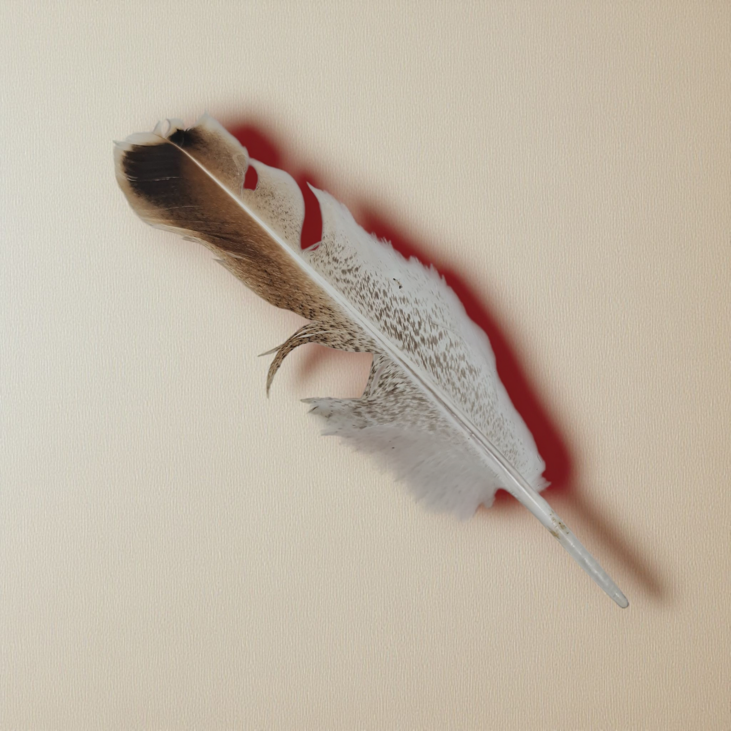 pluma aguililla