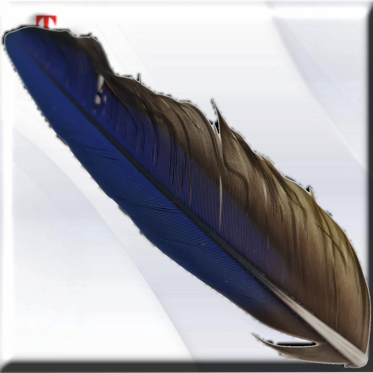 pluma Guacamayo
