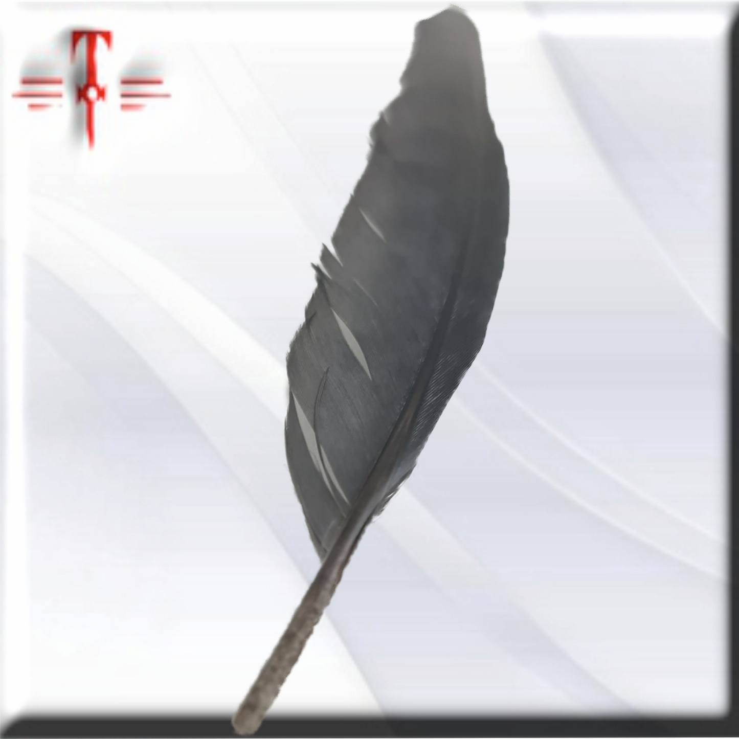 pluma Gris de loro africano