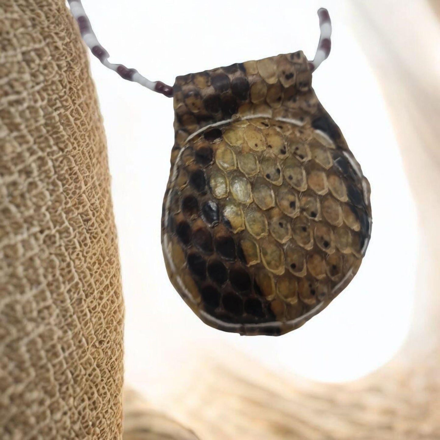 Amuleto serpiente Africano proteccion contra armas , cuchillos , peleas , Temlo de la pitón , secretos del vodun , arte tradicional africano