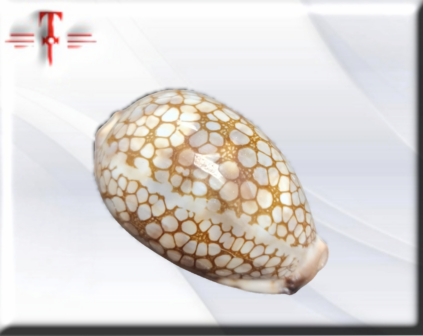 Cypraea Scurra