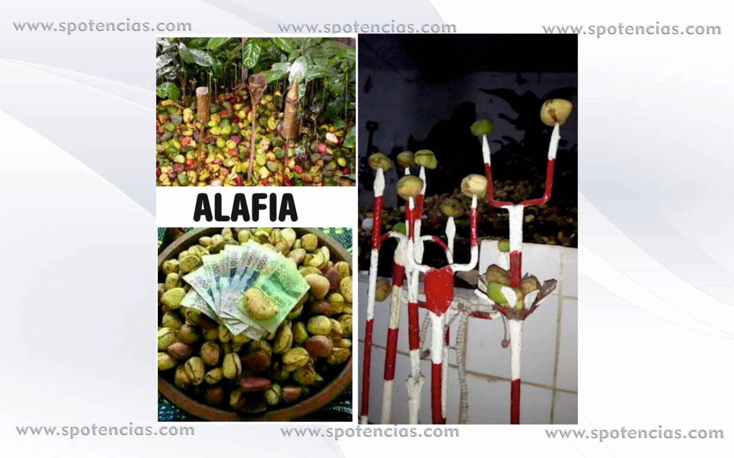 Polvos Alafia , para peticiones de suerte y fortuna