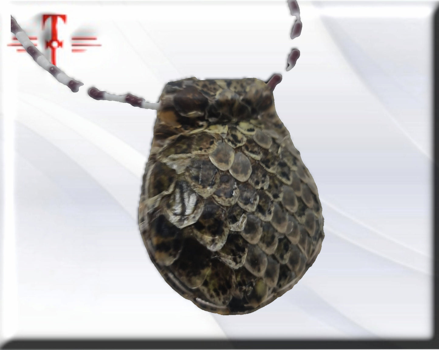 Amuleto serpiente Africano proteccion contra magia negra y vudú , Temlo de la pitón , secretos del vodun , arte tradicional africano