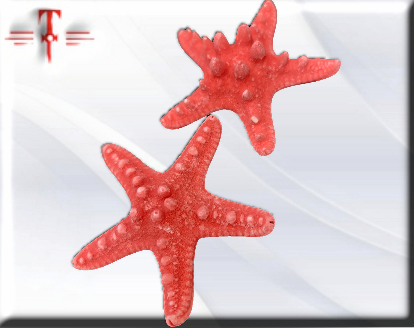 Estrella de mar Roja