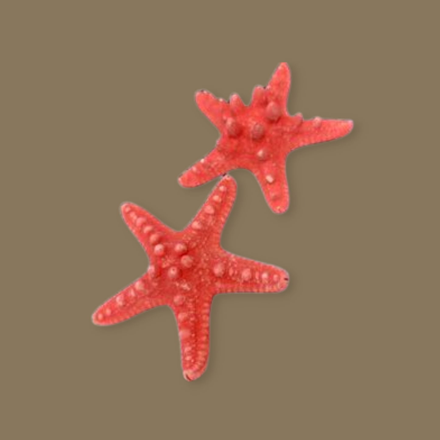 Estrella de mar Roja