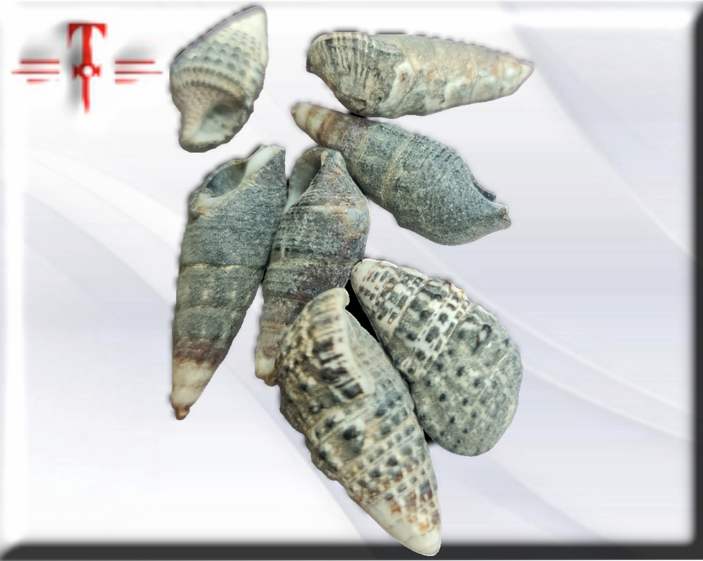 Concha Trivitata