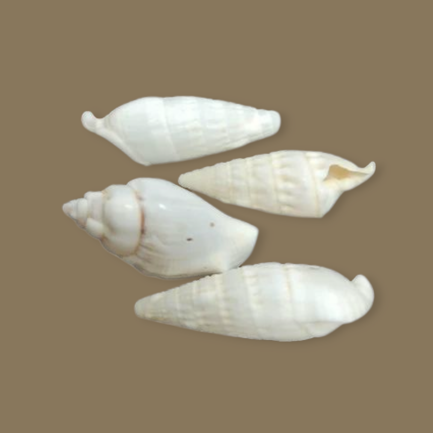 Concha PEPPERLONELY