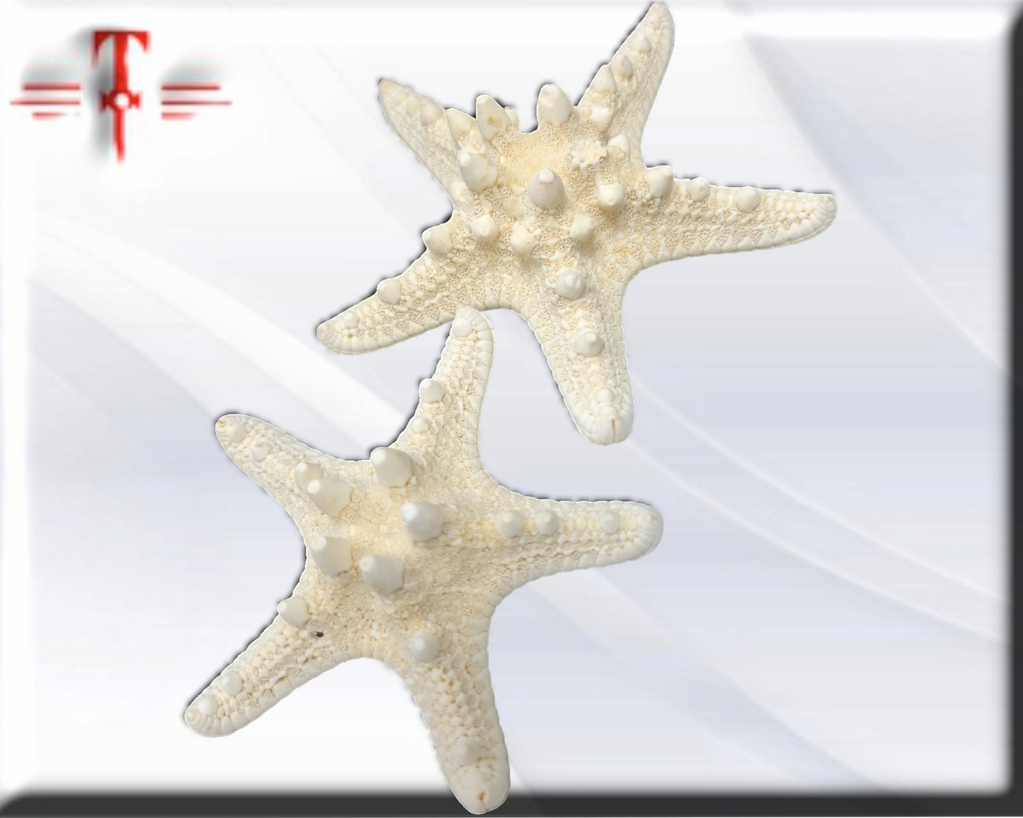 Estrella de mar blanca