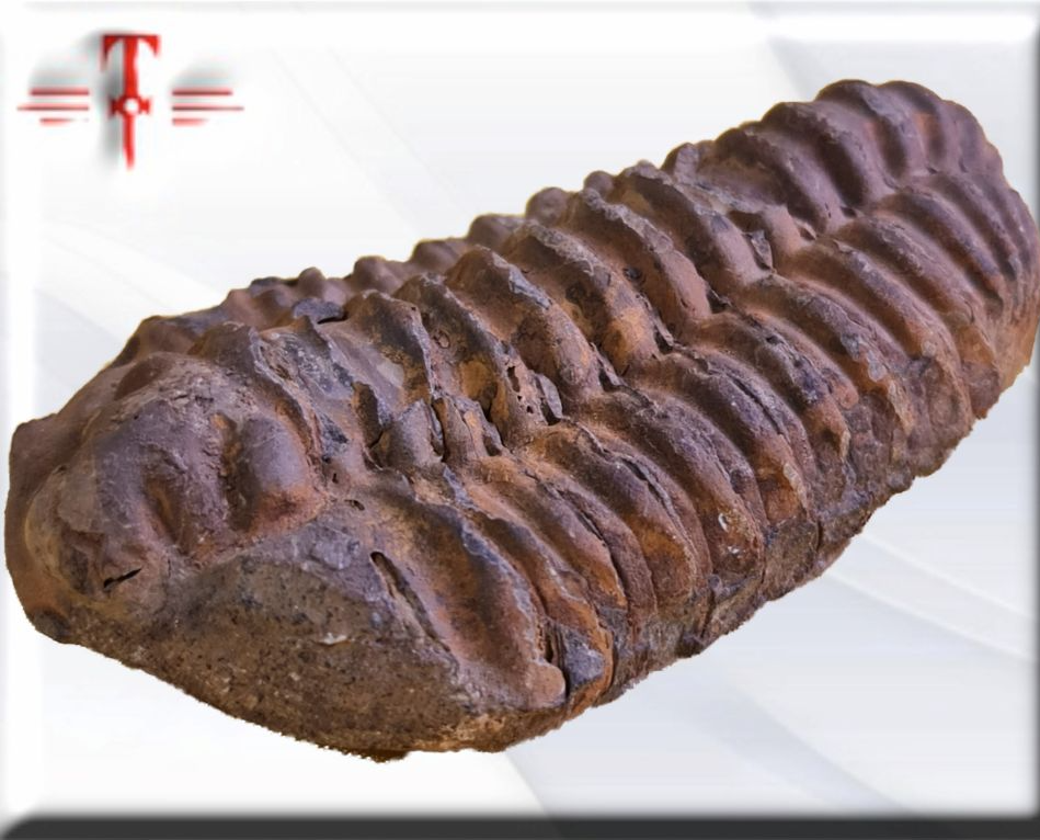 Bathyurus