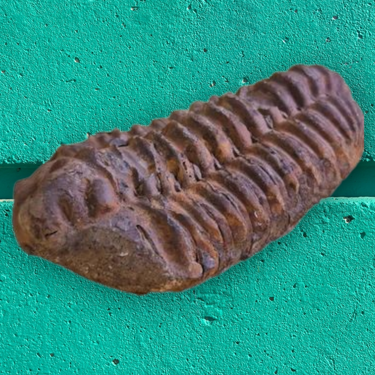 Bathyurus