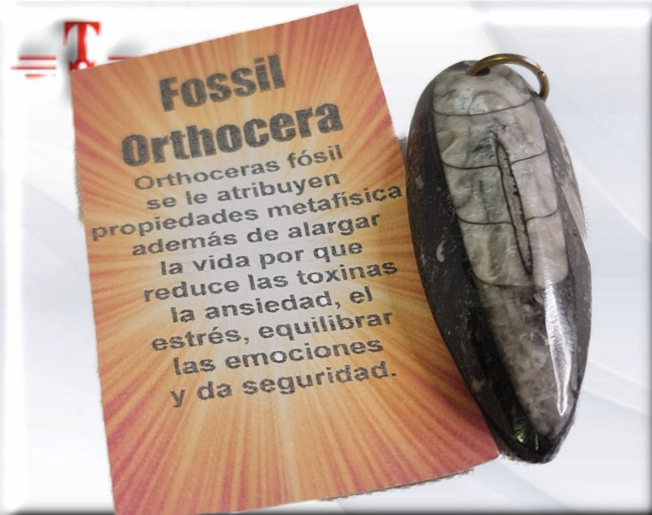 Colgante fósil de Orthocera