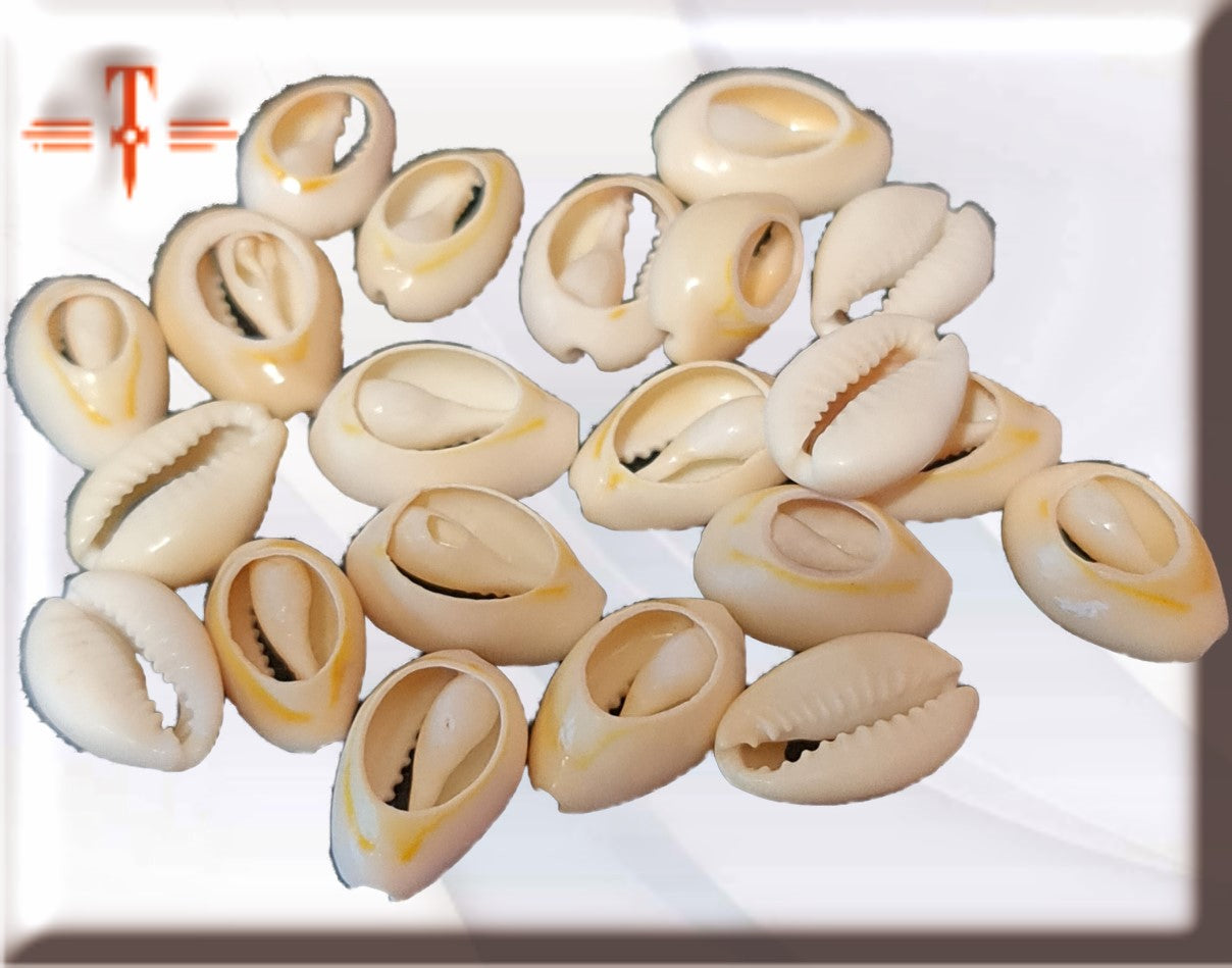 pack 21 caracoles cowrie abiertos