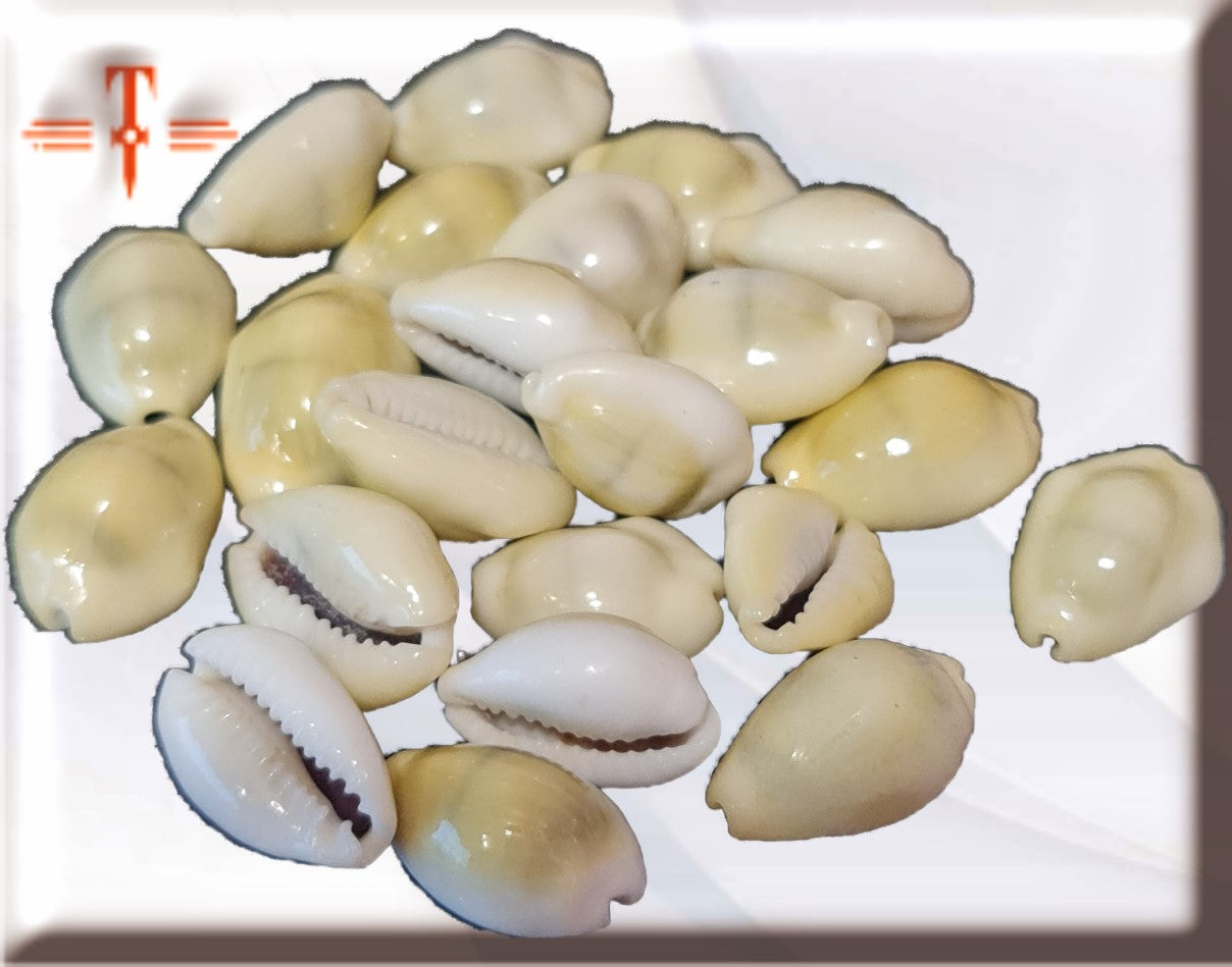 pack 21 caracoles cowrie