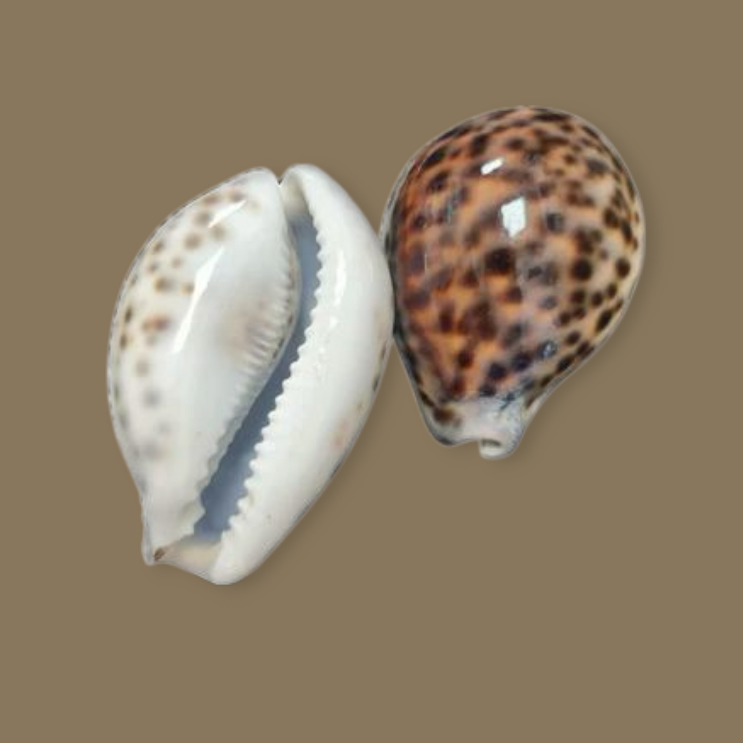 Caracol tigre
