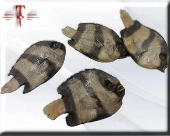 pez disecado