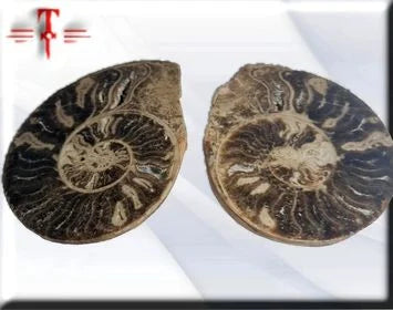 Pareja de ammonites