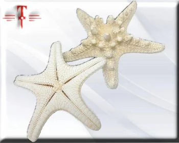 Estrella de mar blanca