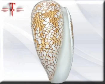 caracol Conus Textile