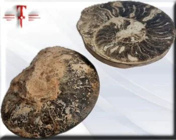 Pareja de ammonites