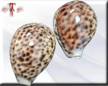 Caracol tigre
