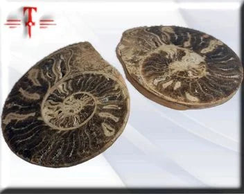 Pareja de ammonites