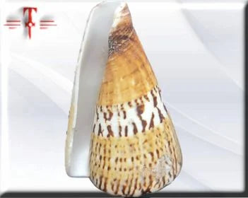Caracol cono de capitán