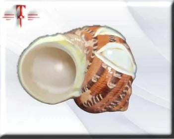 Turbo petolatus