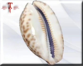 Cypraea Scurra