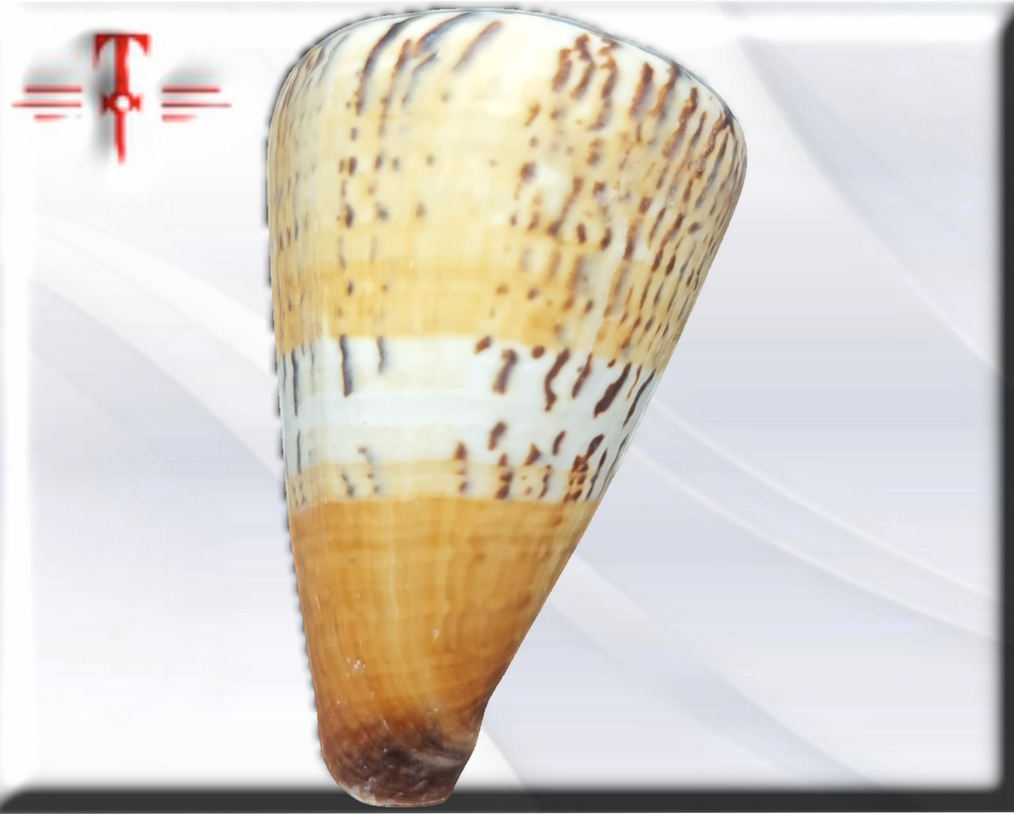 Caracol cono de capitán