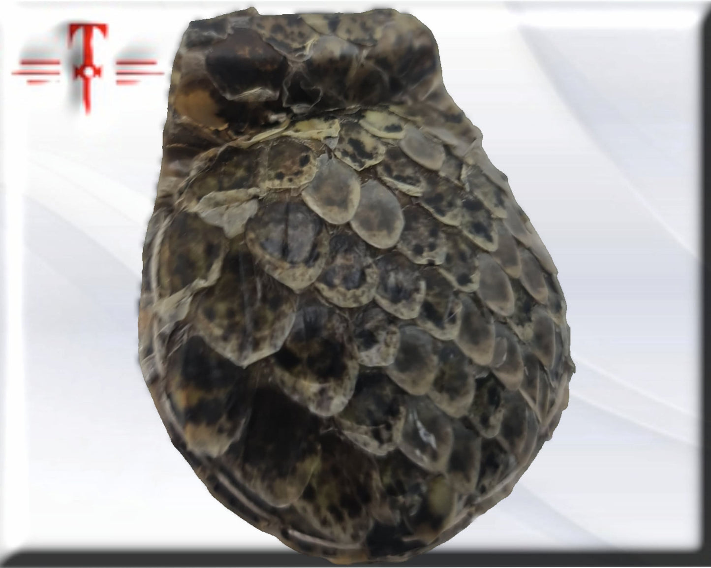 Amuleto serpiente Africano proteccion contra magia negra y vudú , Temlo de la pitón , secretos del vodun , arte tradicional africano