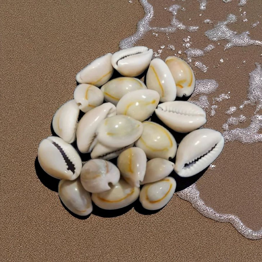 pack 21 caracoles cowrie