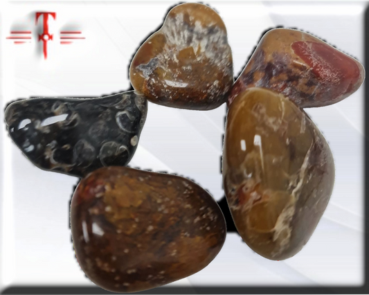 Jasper Conglomerado