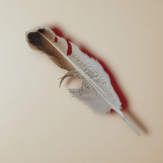 pluma aguililla