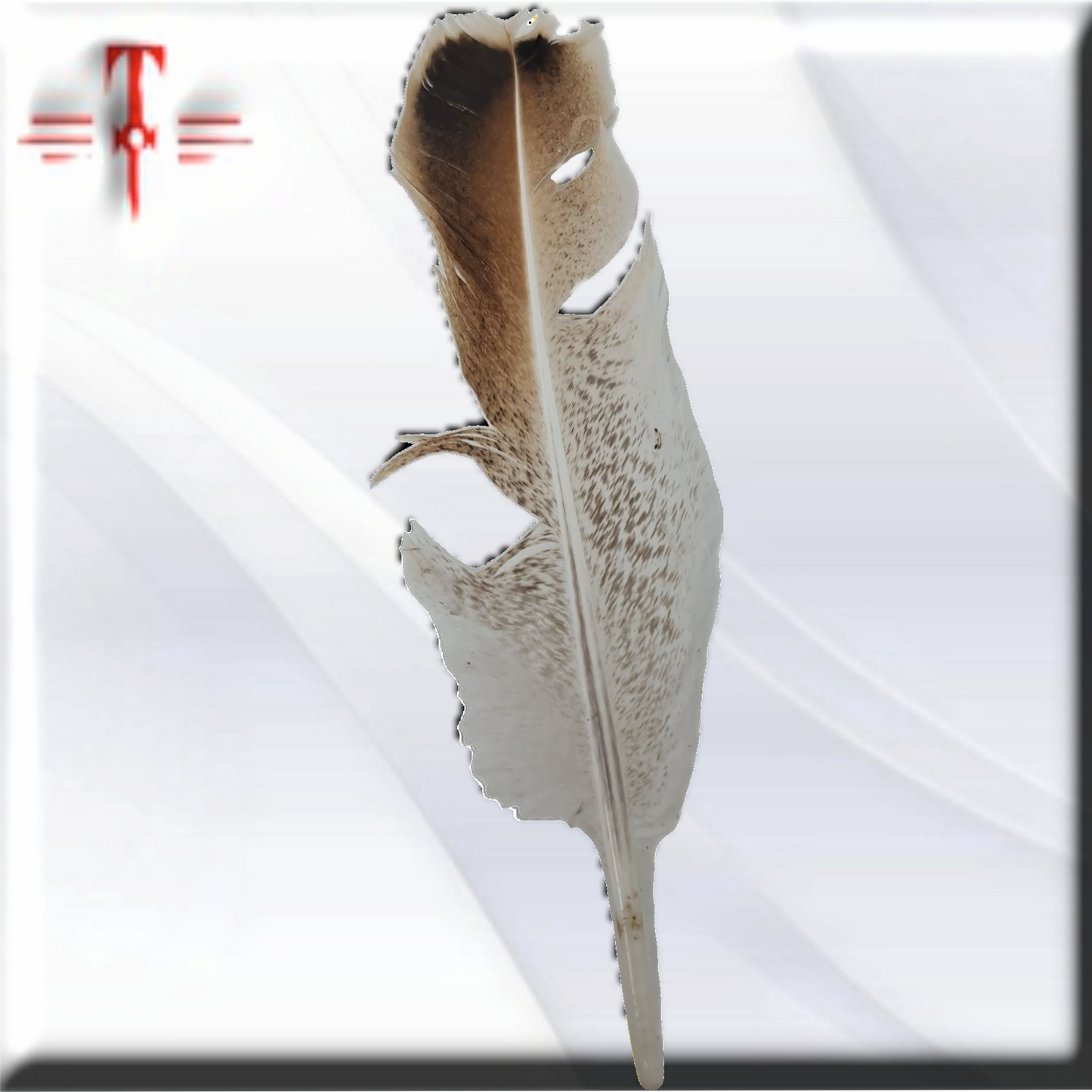 pluma aguililla