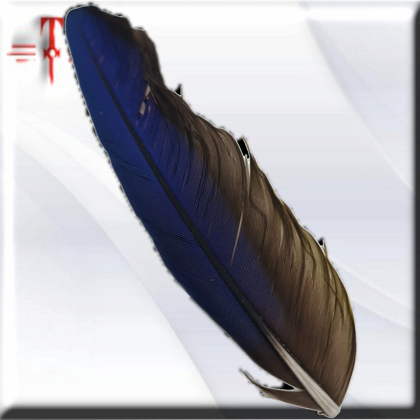 pluma Guacamayo