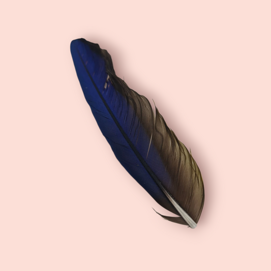 pluma Guacamayo