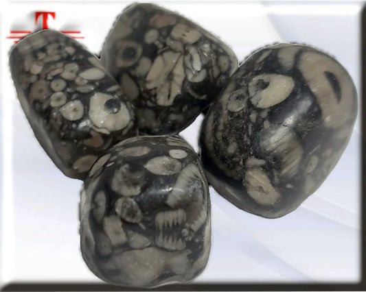 Jasper Fossil