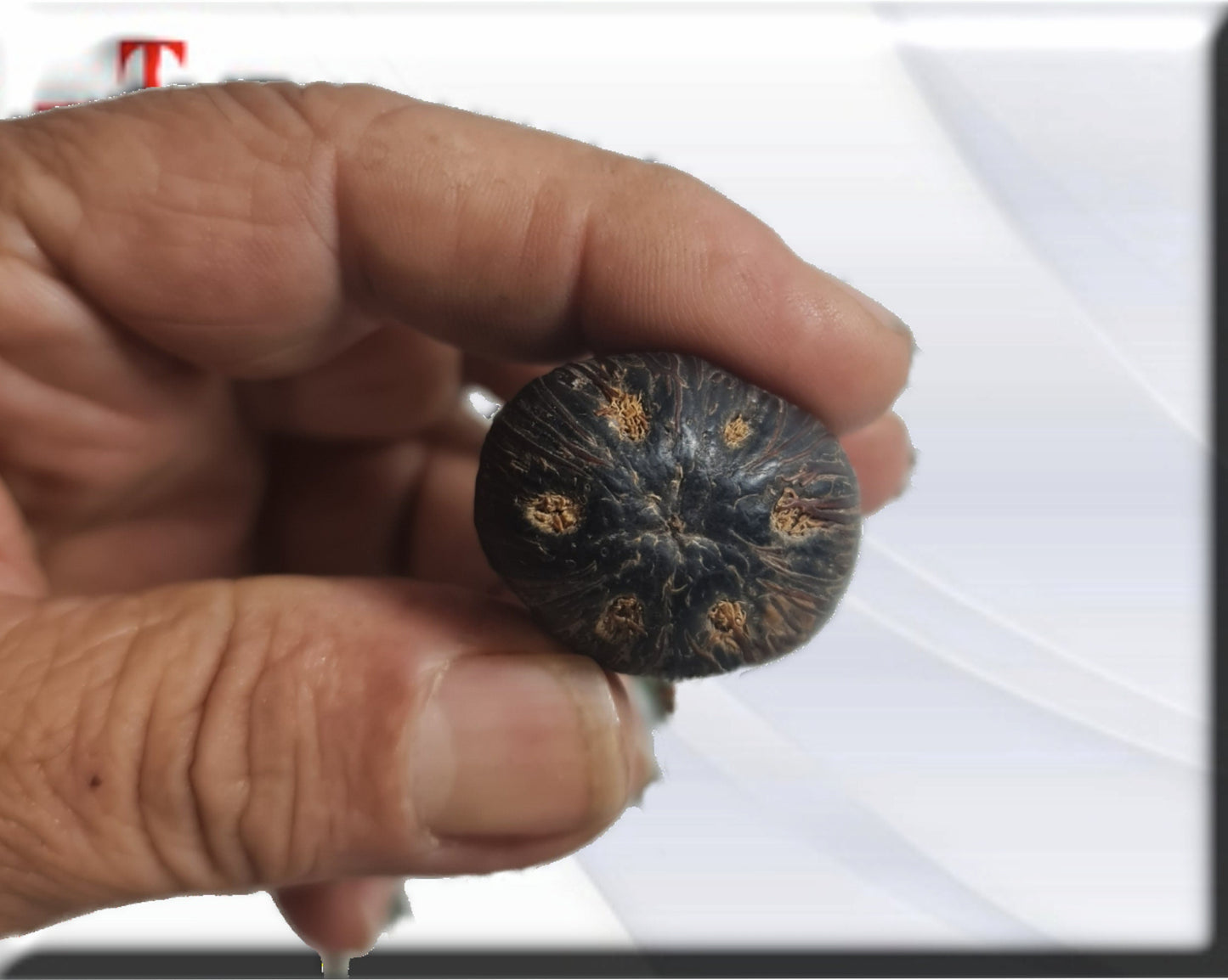 Collar protección Ifá  con Oduso Ikin 6 ojos  ,colgante africano ritualizado