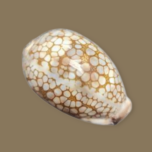 Cypraea Scurra