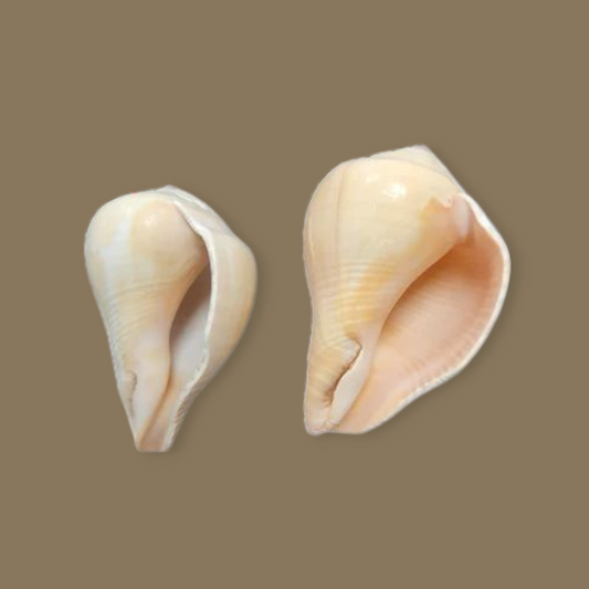 Volea Paradisiaca