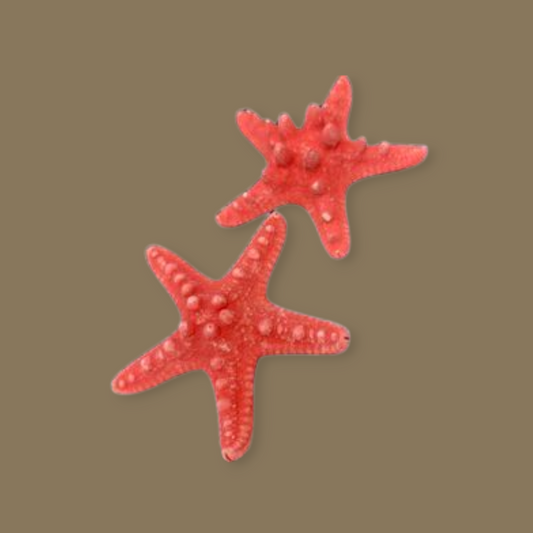 Estrella de mar Roja