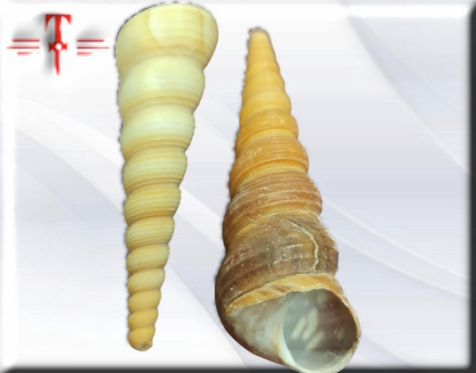 Caracol Tirabuzon