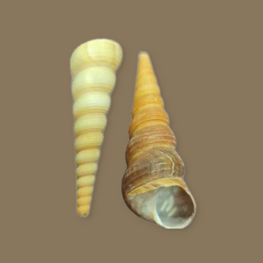 Caracol Tirabuzon